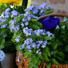 Forget Me Not Flower Seeds