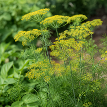 Yellow Fennel Seeds