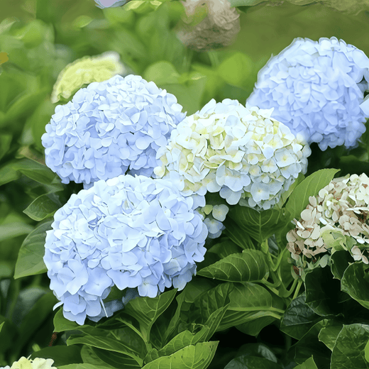 Hydrangea Flower Seeds