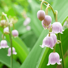 Lily of the Valley Seeds