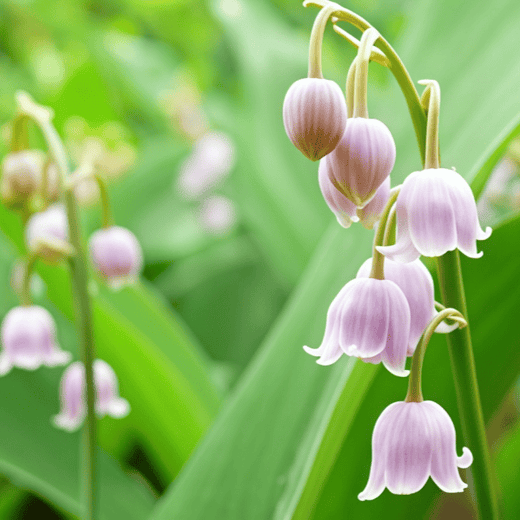 Lily of the Valley Seeds