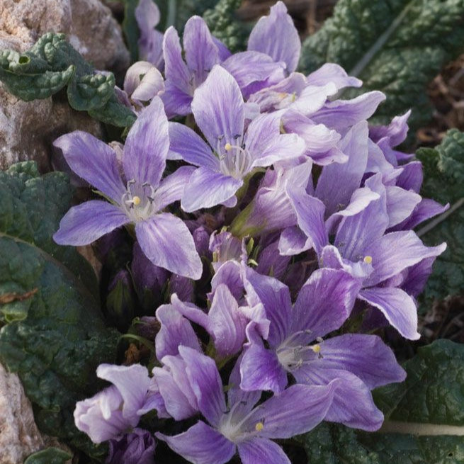 Mandrake Seeds