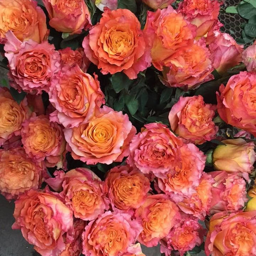 Orange Desert Rose Seeds