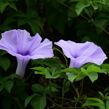 Petumia Hybrida Flower Seeds 100000