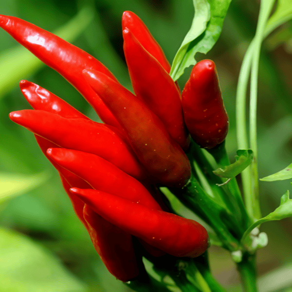 Chili Pepper Seeds