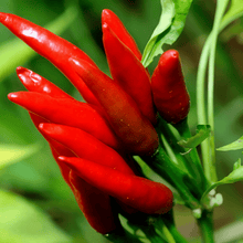 Chili Pepper Seeds