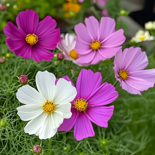 Mix Single Cosmos Seeds