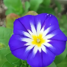 Blue Dwarf Morning Glory Seeds