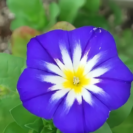 Blue Dwarf Morning Glory Seeds