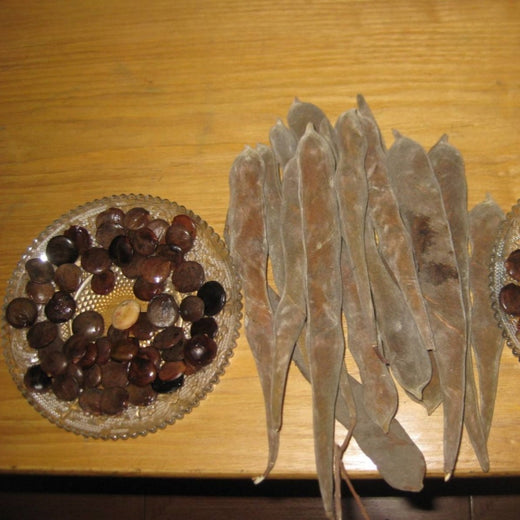 Wisteria Seeds