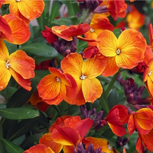 Wallflower Seeds - Mix
