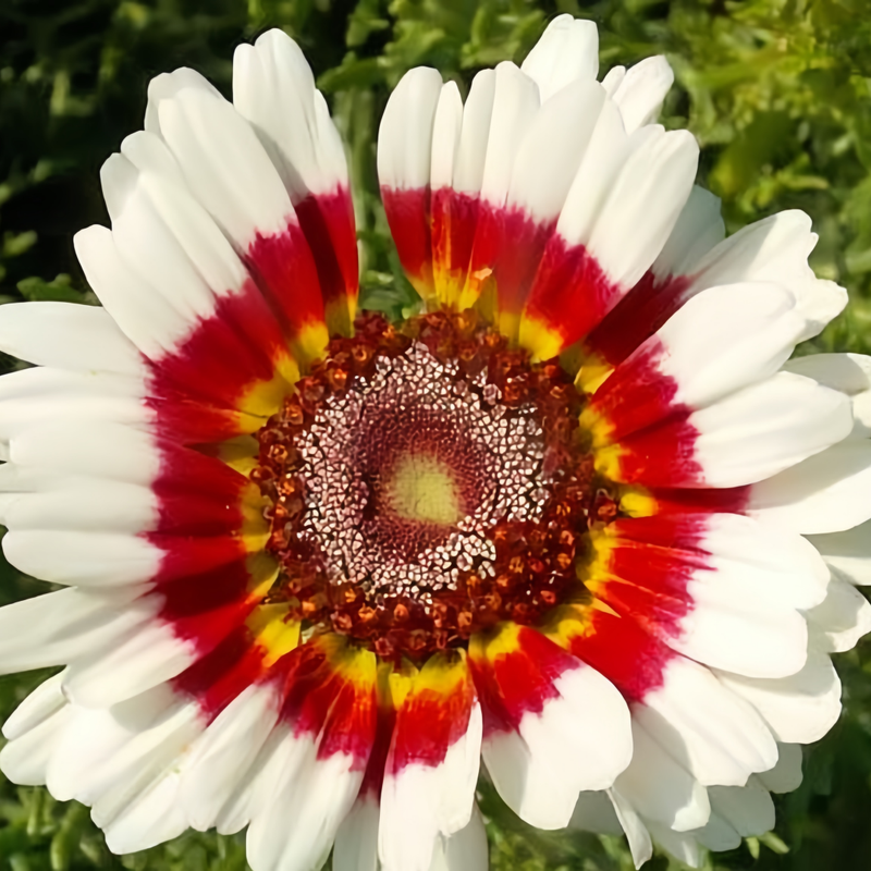 Painted Daisy Seeds - Mix