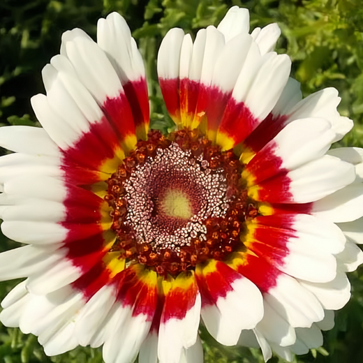 Painted Daisy Seeds - Mix