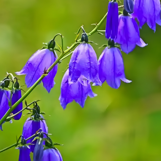 Larkspur Seeds - Blue