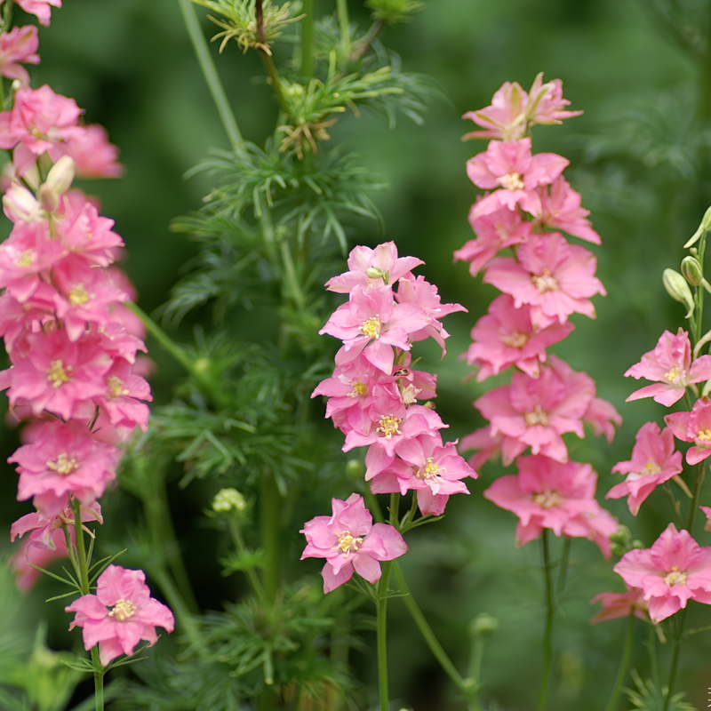 Larkspur Seeds - Pink