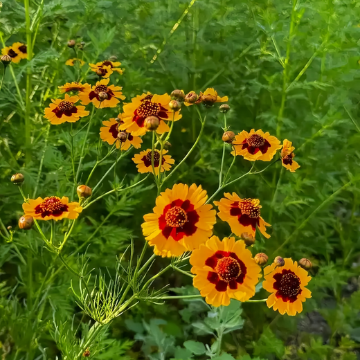Plains Coreopsis Seeds - Red and Yellow