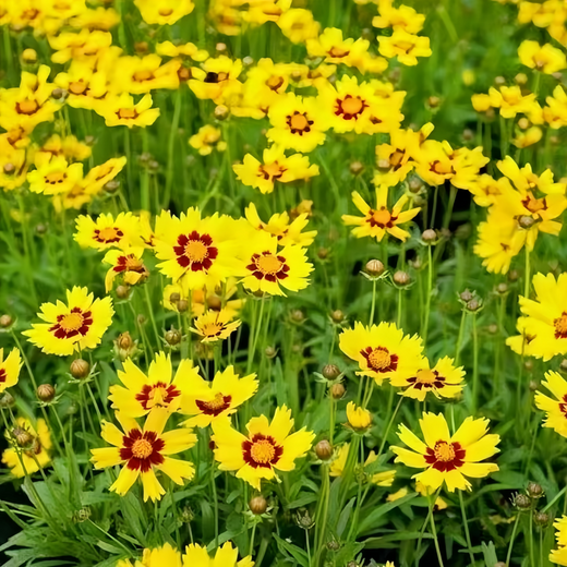 Plains Coreopsis Seeds - Yellow