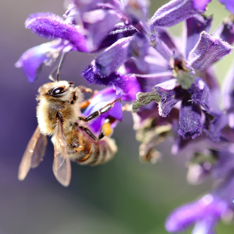 Salvia miltiorrhiza seeds up to 50%