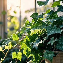 Climbing Ivy Seeds
