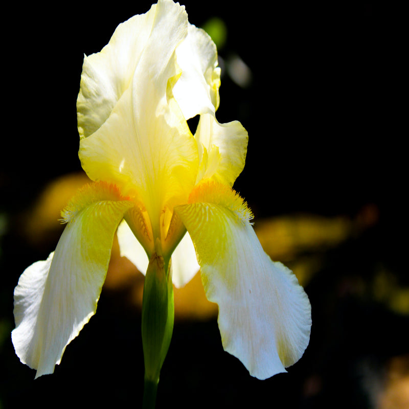 Iris Flower Seeds up to 50%
