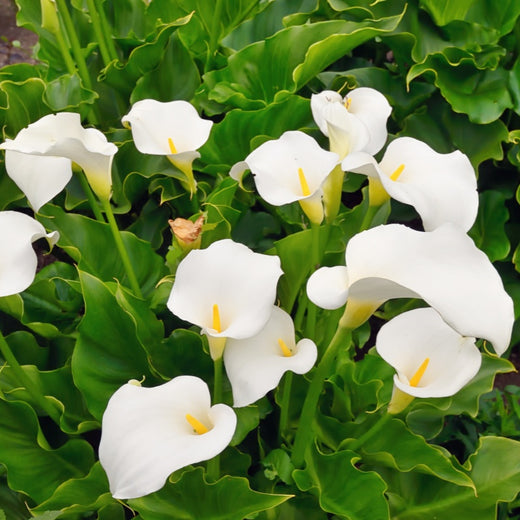 Calla Lily Seeds