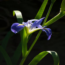 Iris Flower Seeds