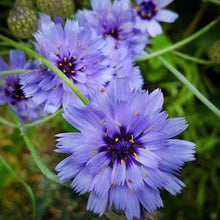 Cupid's Dart Seeds - Blue