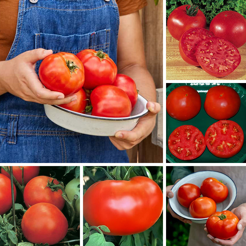Tomato seeds up to 50%