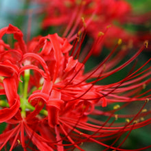 Red Spider Lily Seeds