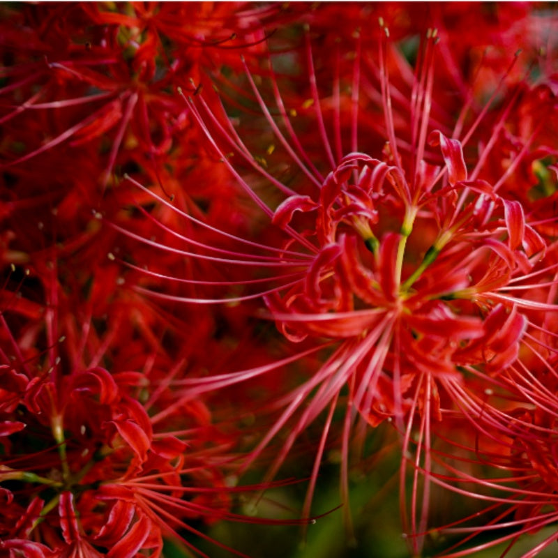 Red Spider Lily Seeds