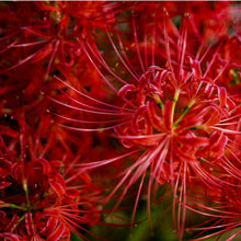 Red Spider Lily Seeds