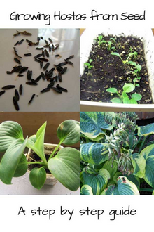 Hosta Seeds - Mixed