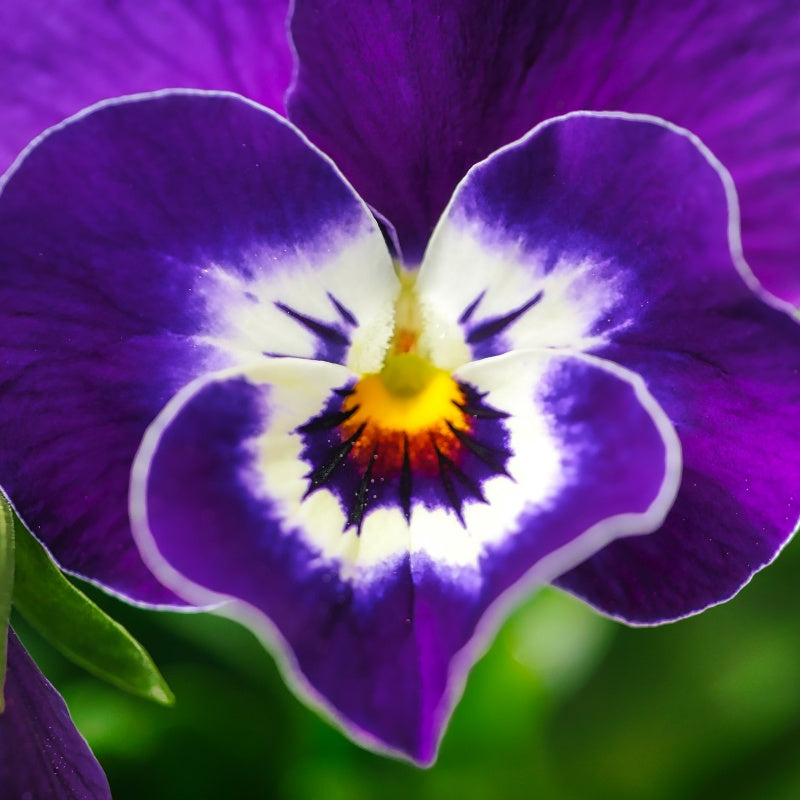 Pansy Flower Seeds
