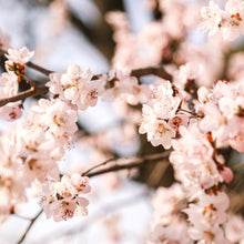 Plum Blossom Seeds