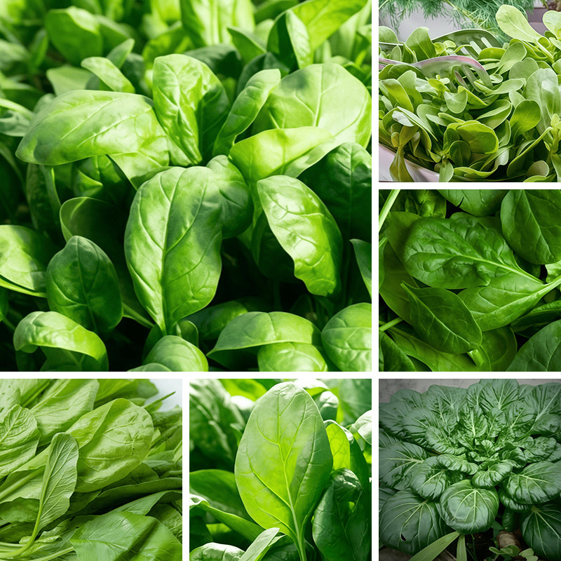 Spinach Seeds
