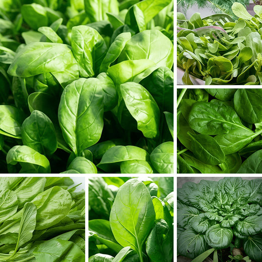 Spinach Seeds