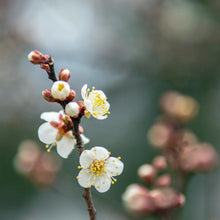 Plum Blossom Seeds