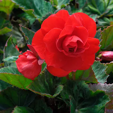 Tuberous Begonia Seeds