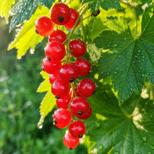 Sarsaparilla Seeds