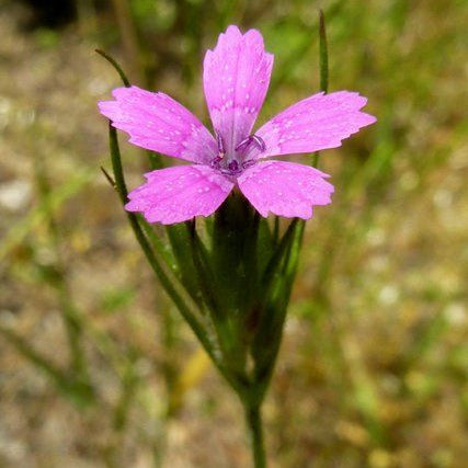 Pink Bladderwort Seeds