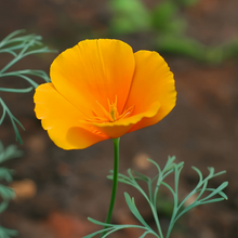 Red California Poppy Seeds