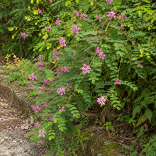 Indigofera Amblyantha Seeds