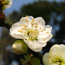 Plum Blossom Seeds