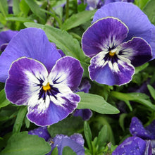 Pansy Flower Seeds