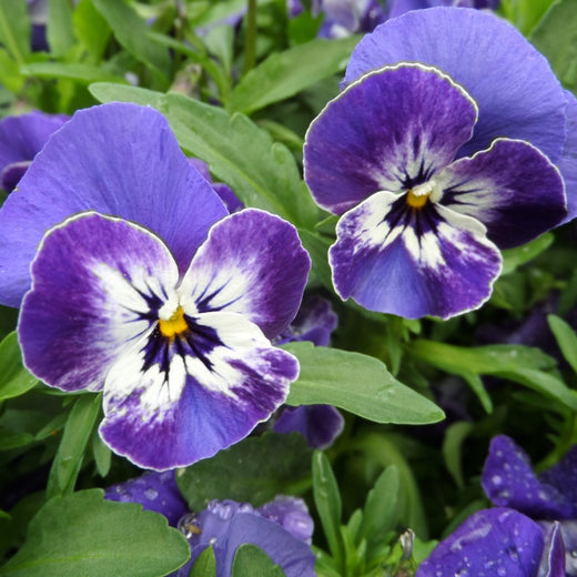 Pansy Flower Seeds