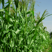 Sweet Sorghum Seeds