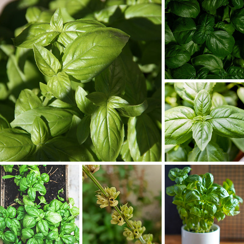 Sweet Basil Seeds