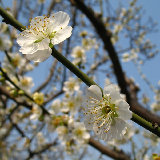 Plum Blossom Seeds