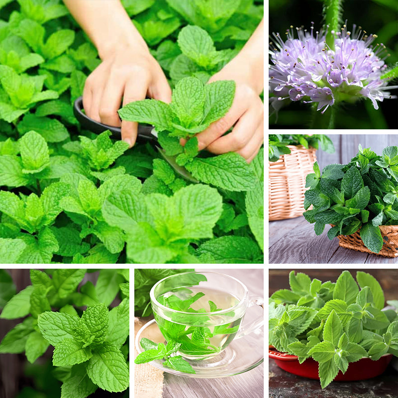 Mint Seeds