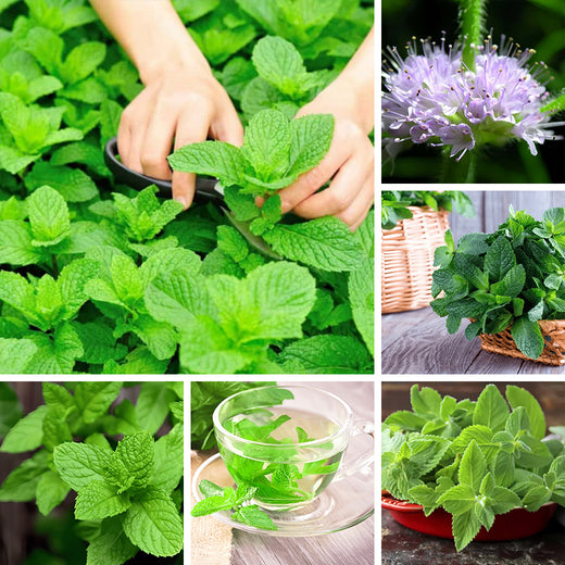 Mint Seeds